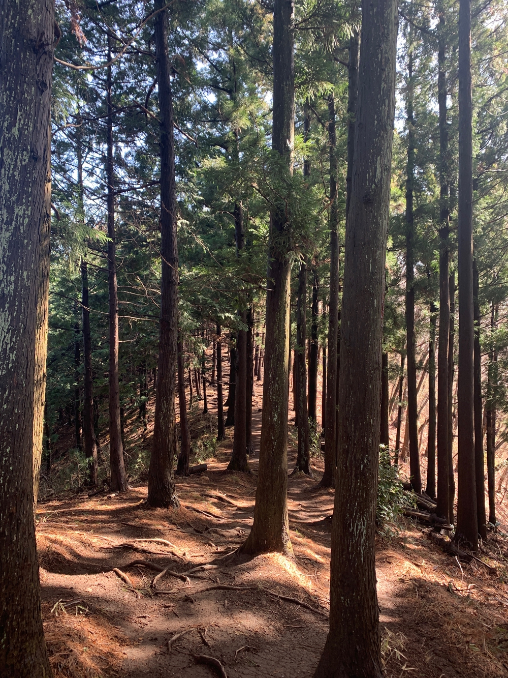 吾妻公園〜鳴神山ピストンの写真6