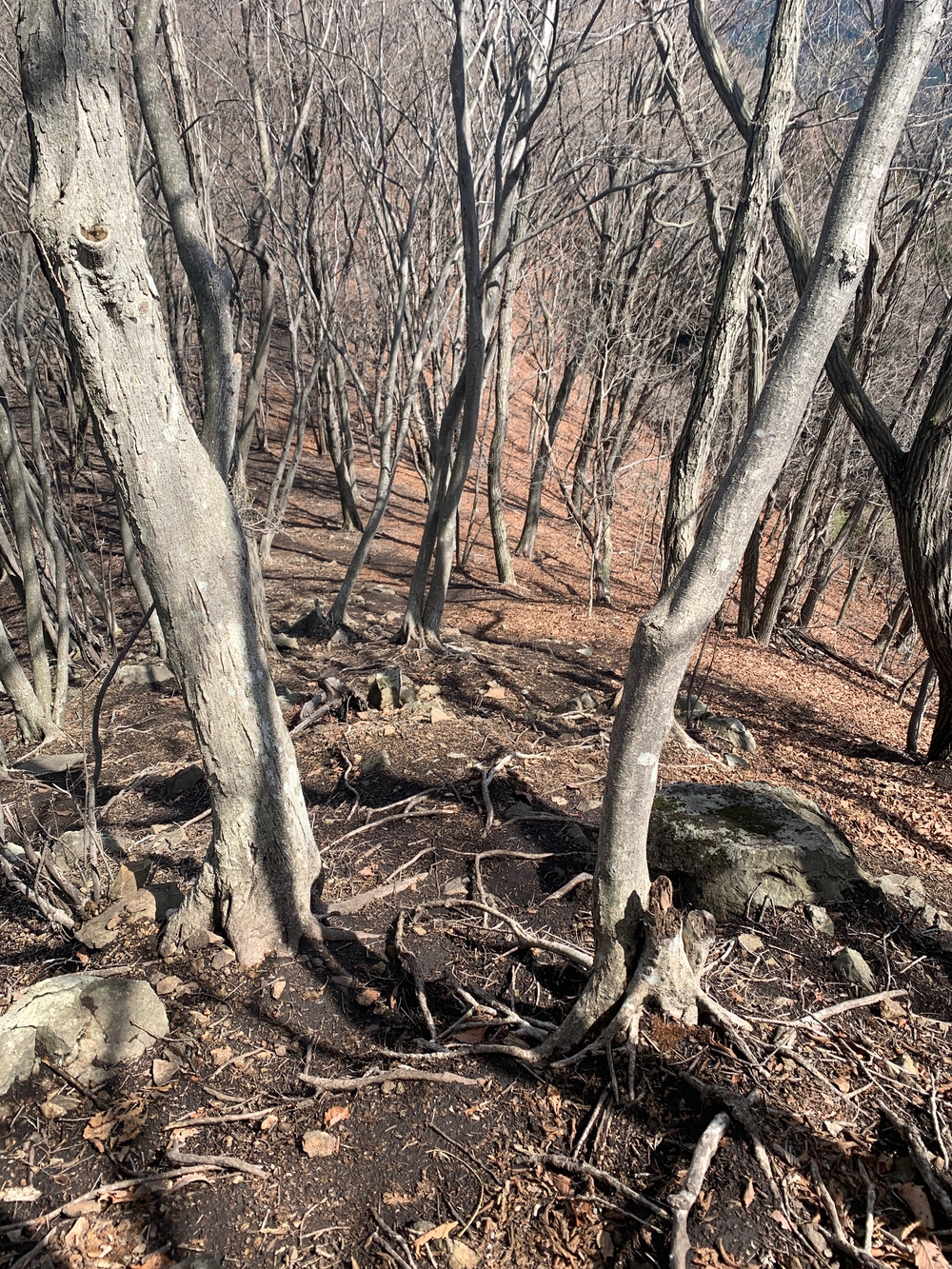 吾妻公園〜鳴神山ピストンの写真8