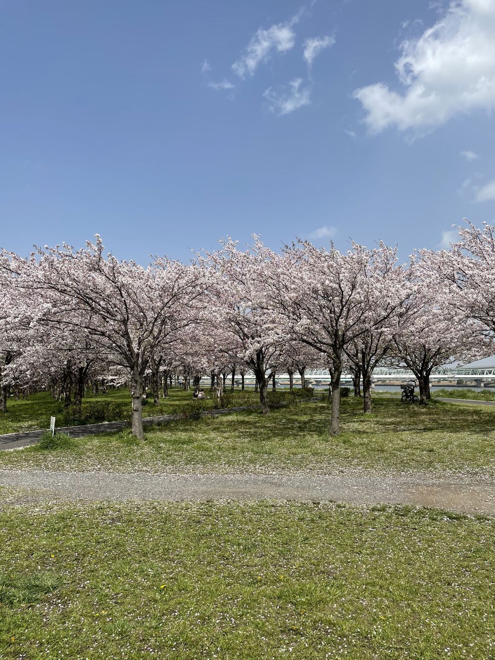 歌川広重と共にRUN 荒川の写真7