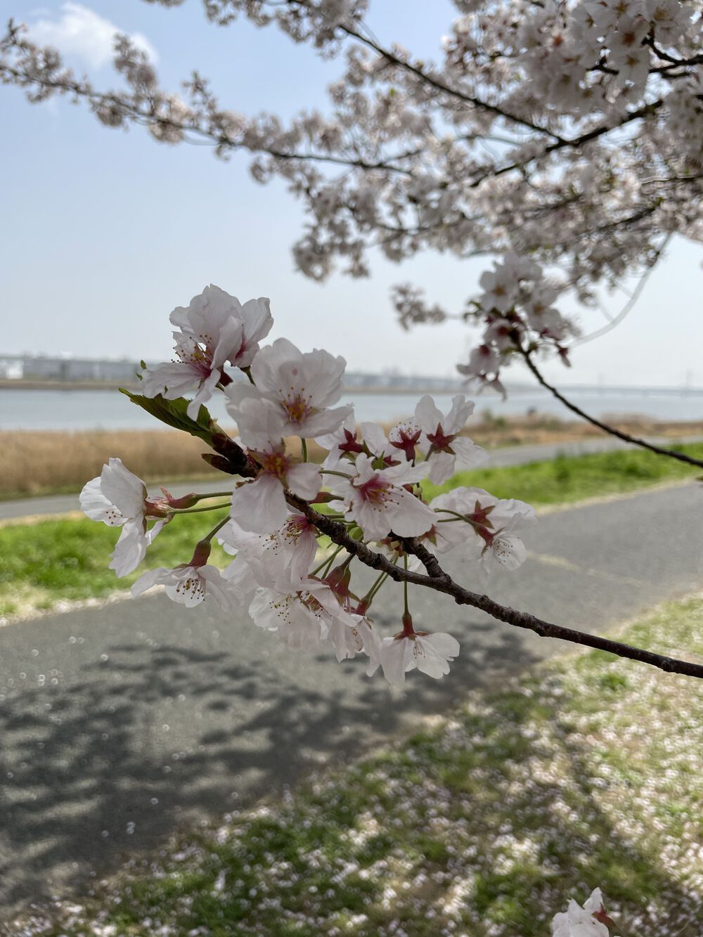 歌川広重と共にRUN 荒川の写真8