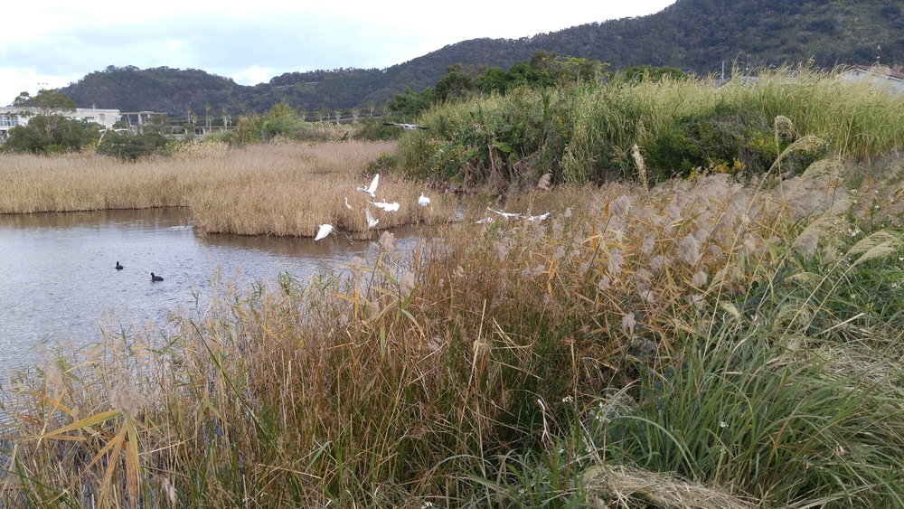 建築を見に行くラン：指宿 ふれあいプラザなのはな館の写真11
