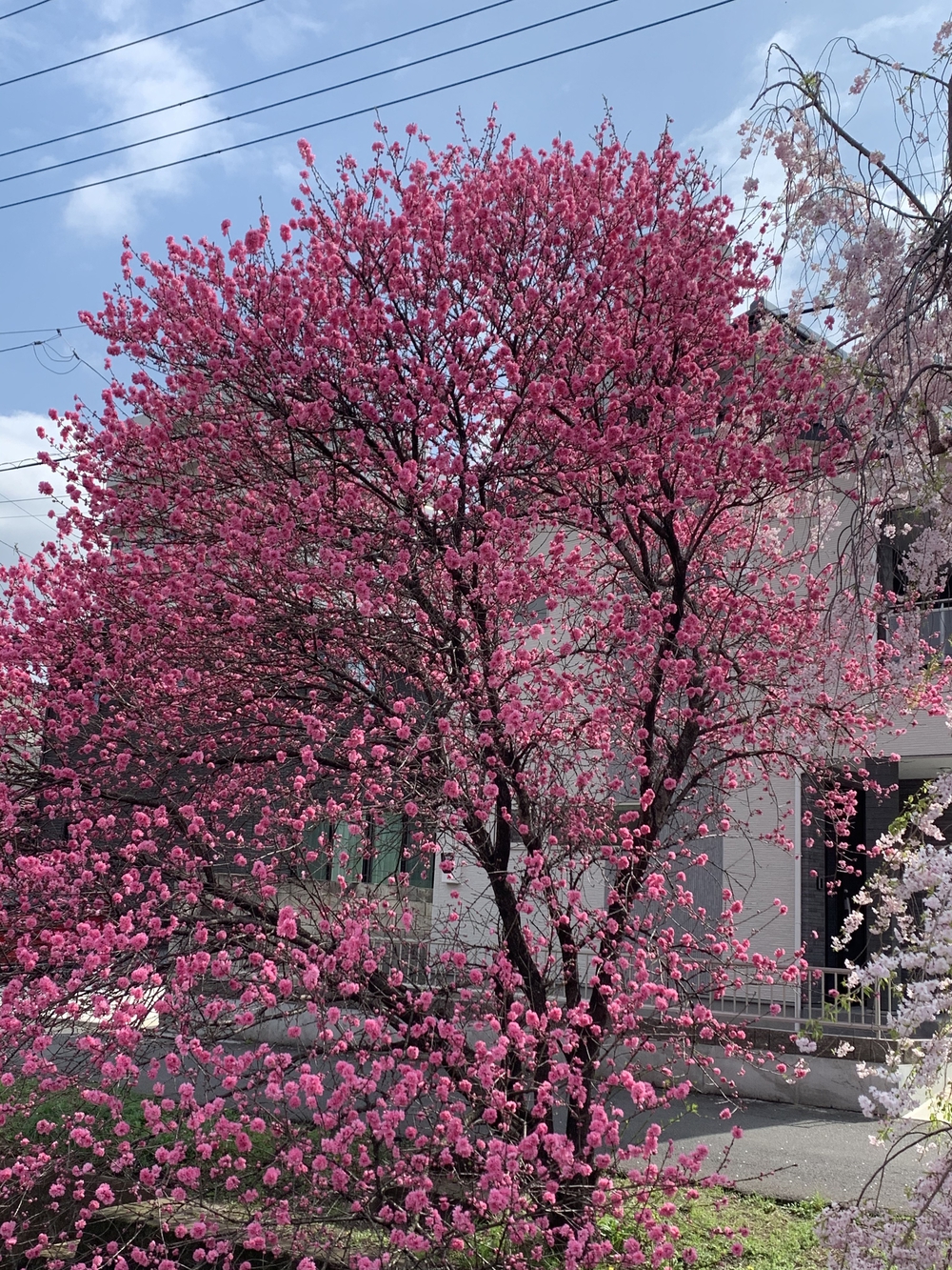 馬打峠⛰往復の写真3