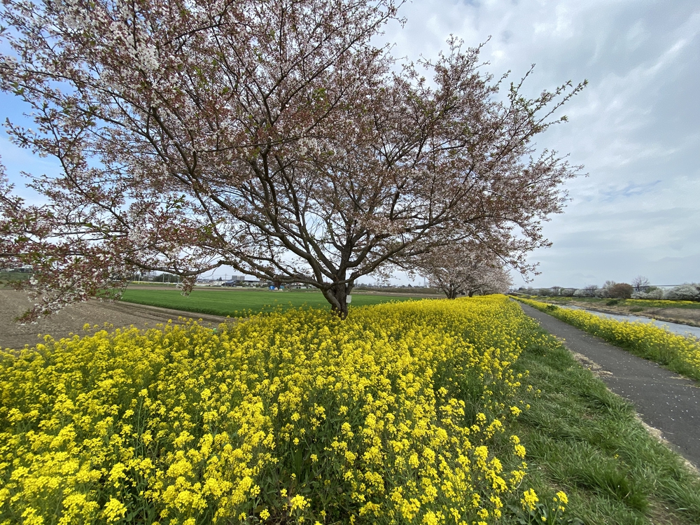 真岡〜益子、桜と葉の花とSLを求めて、仕上げはお酒？の写真3