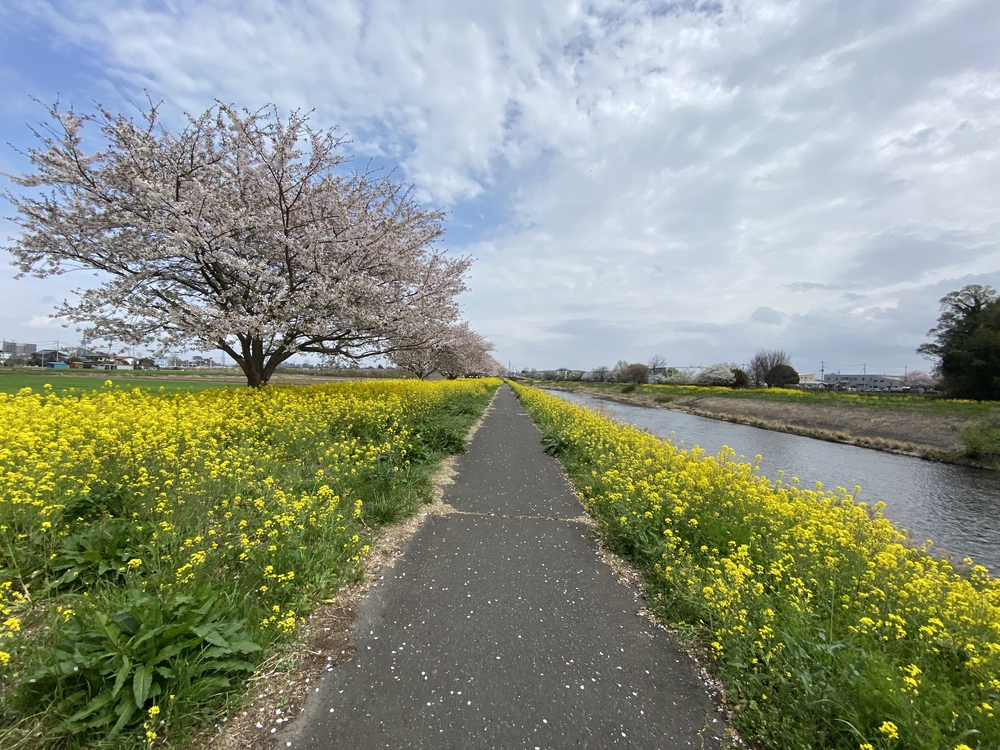 真岡〜益子、桜と葉の花とSLを求めて、仕上げはお酒？の写真4