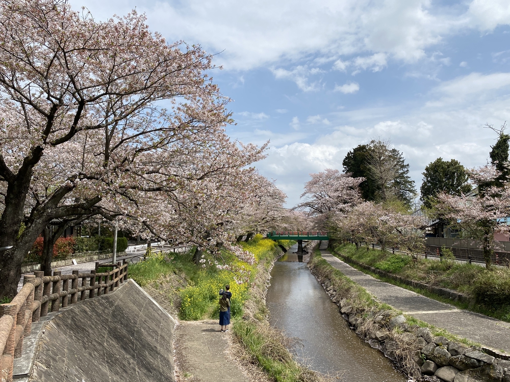 真岡〜益子、桜と葉の花とSLを求めて、仕上げはお酒？の写真9
