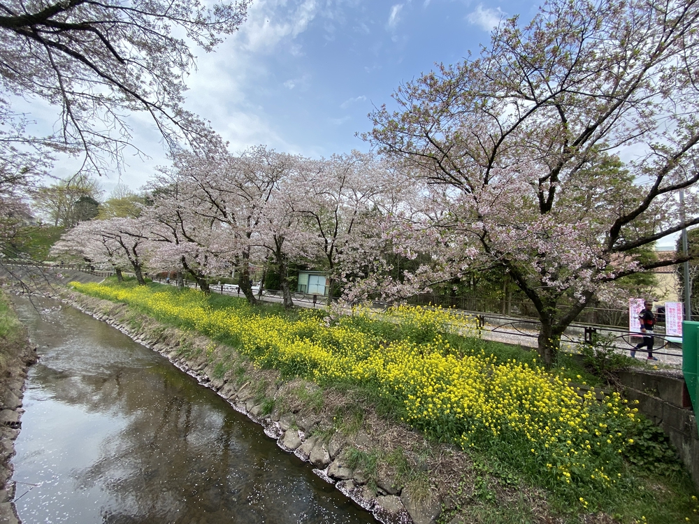 真岡〜益子、桜と葉の花とSLを求めて、仕上げはお酒？の写真10