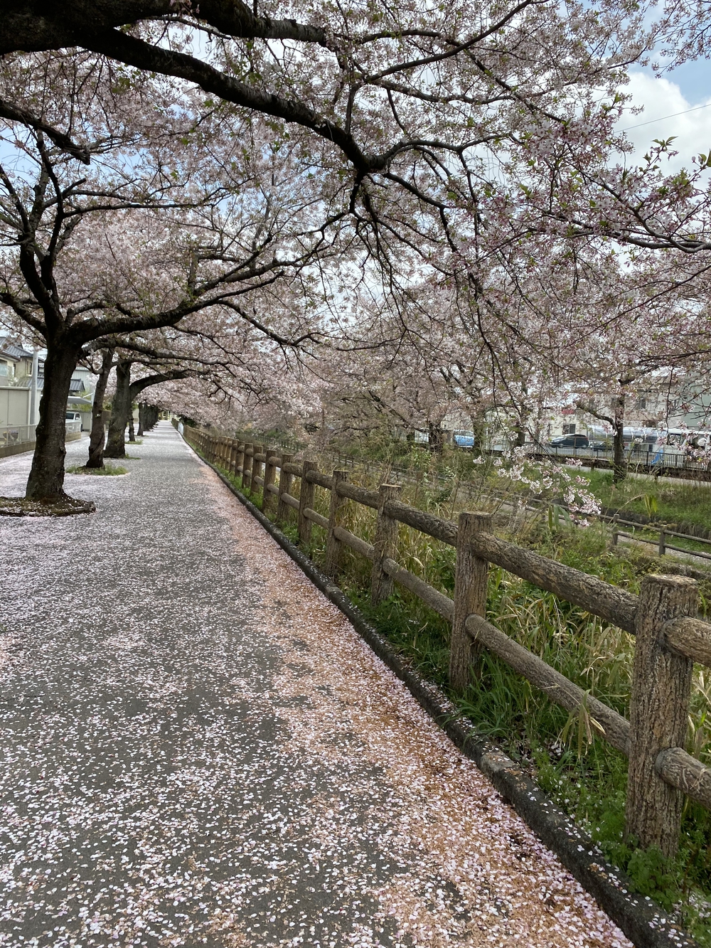 真岡〜益子、桜と葉の花とSLを求めて、仕上げはお酒？の写真11