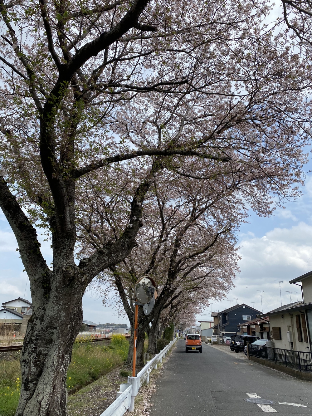真岡〜益子、桜と葉の花とSLを求めて、仕上げはお酒？の写真12