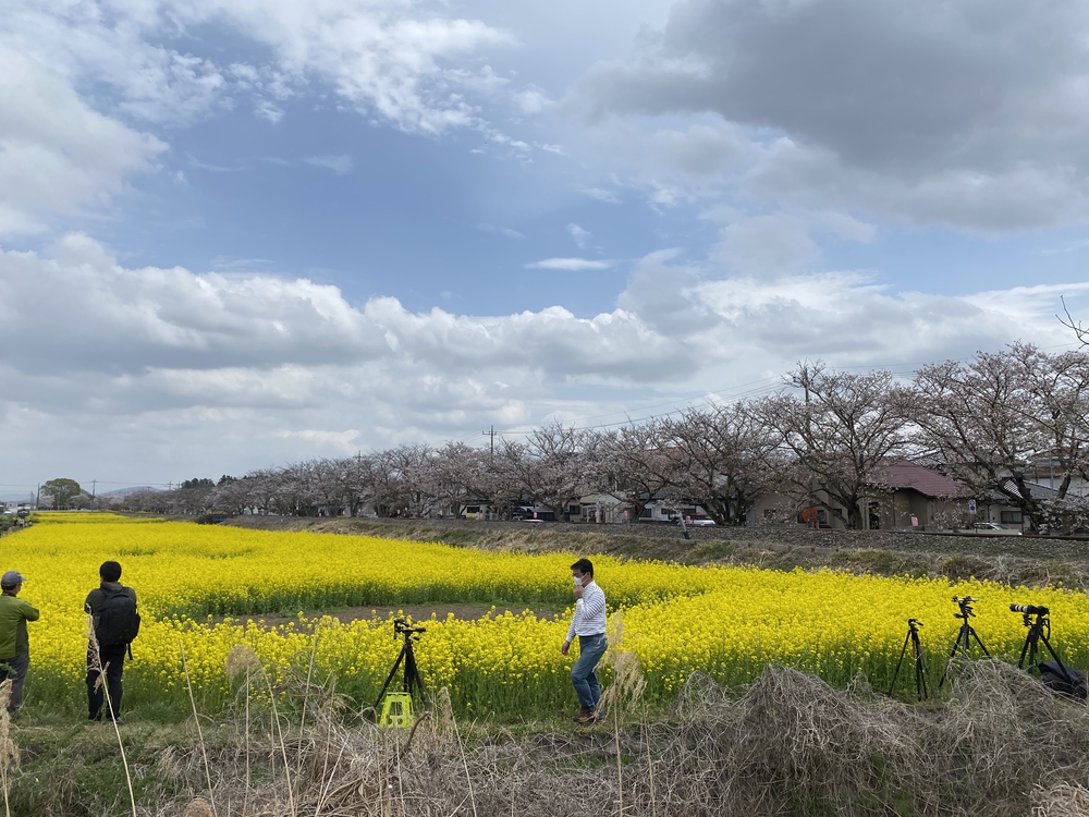 真岡〜益子、桜と葉の花とSLを求めて、仕上げはお酒？の写真13