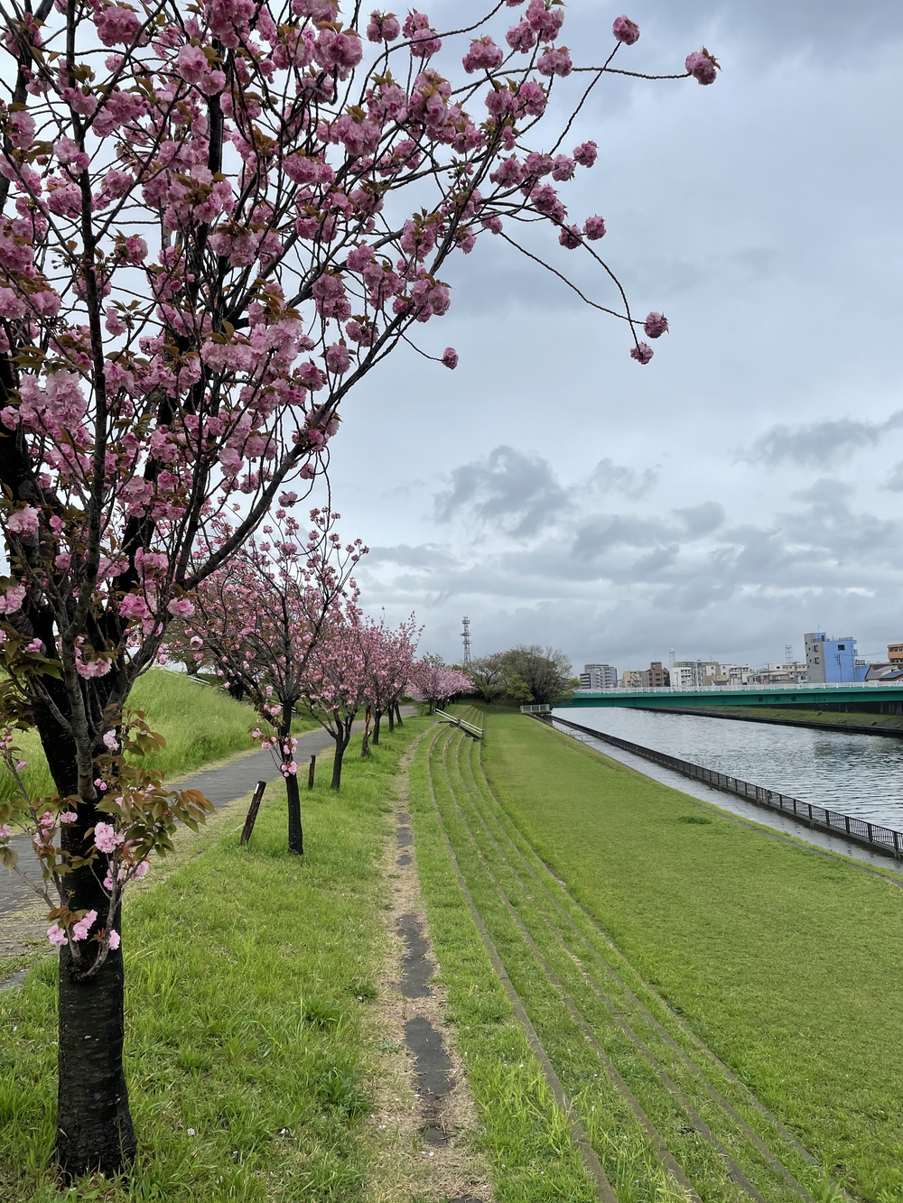 歌川広重と共にRUN 荒川〜川口の写真6