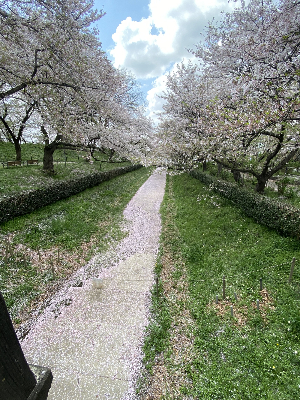 幸手駅起点の幸手権現堂花見ラン（日光道中経由）の写真3