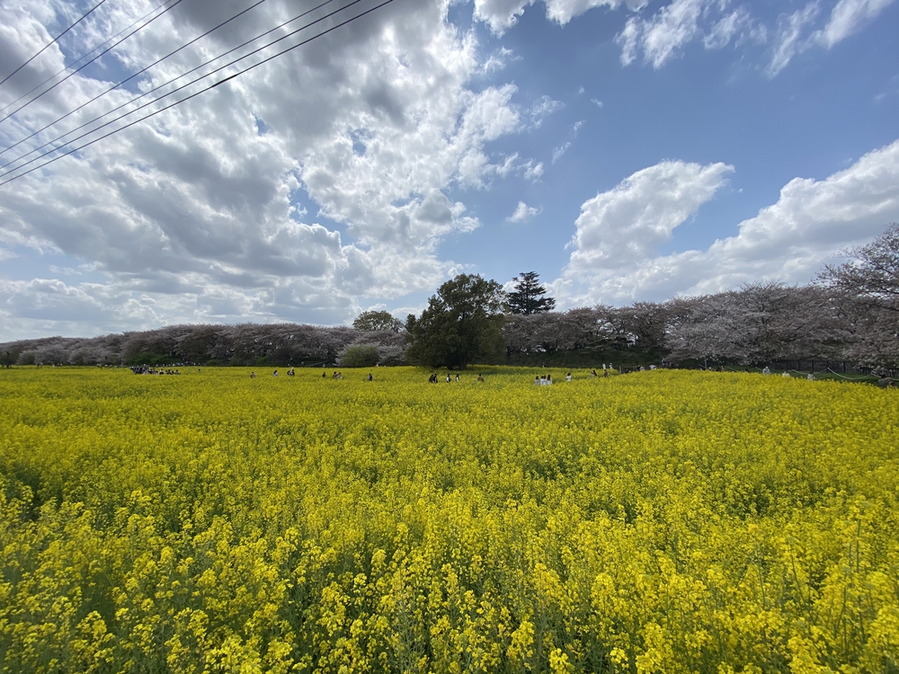 幸手駅起点の幸手権現堂花見ラン（日光道中経由）の写真4