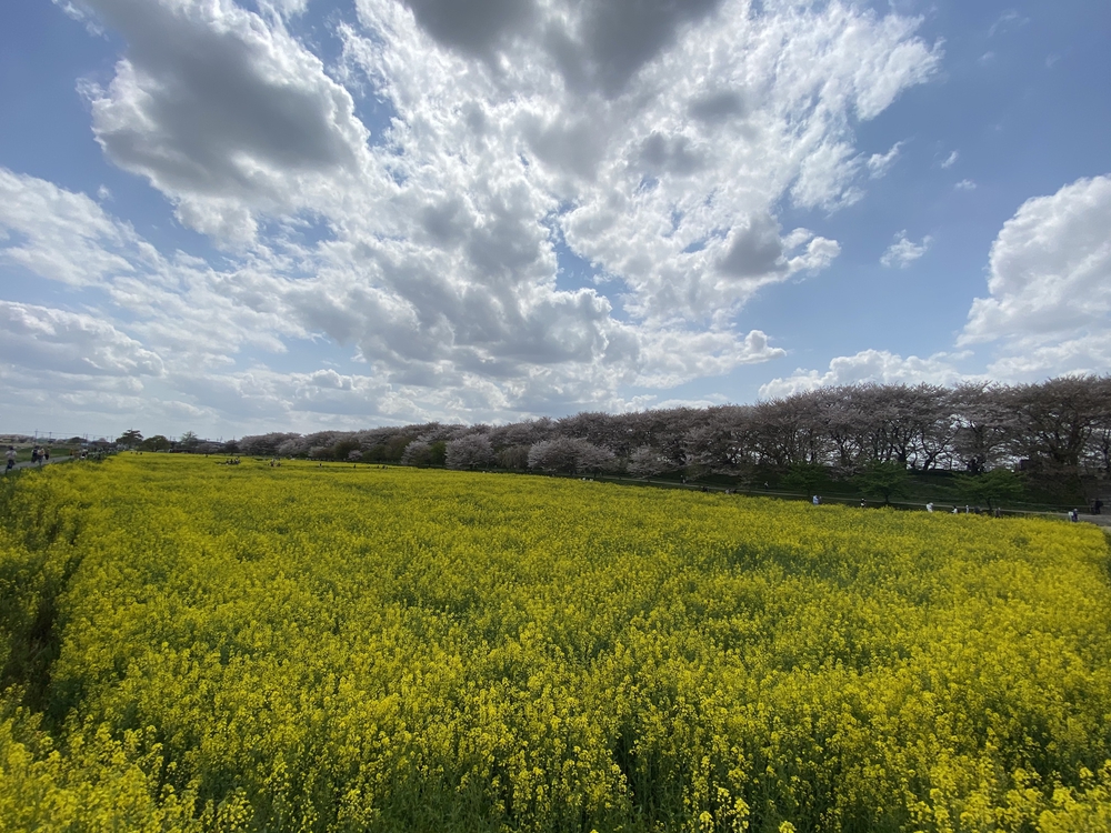 幸手駅起点の幸手権現堂花見ラン（日光道中経由）の写真5