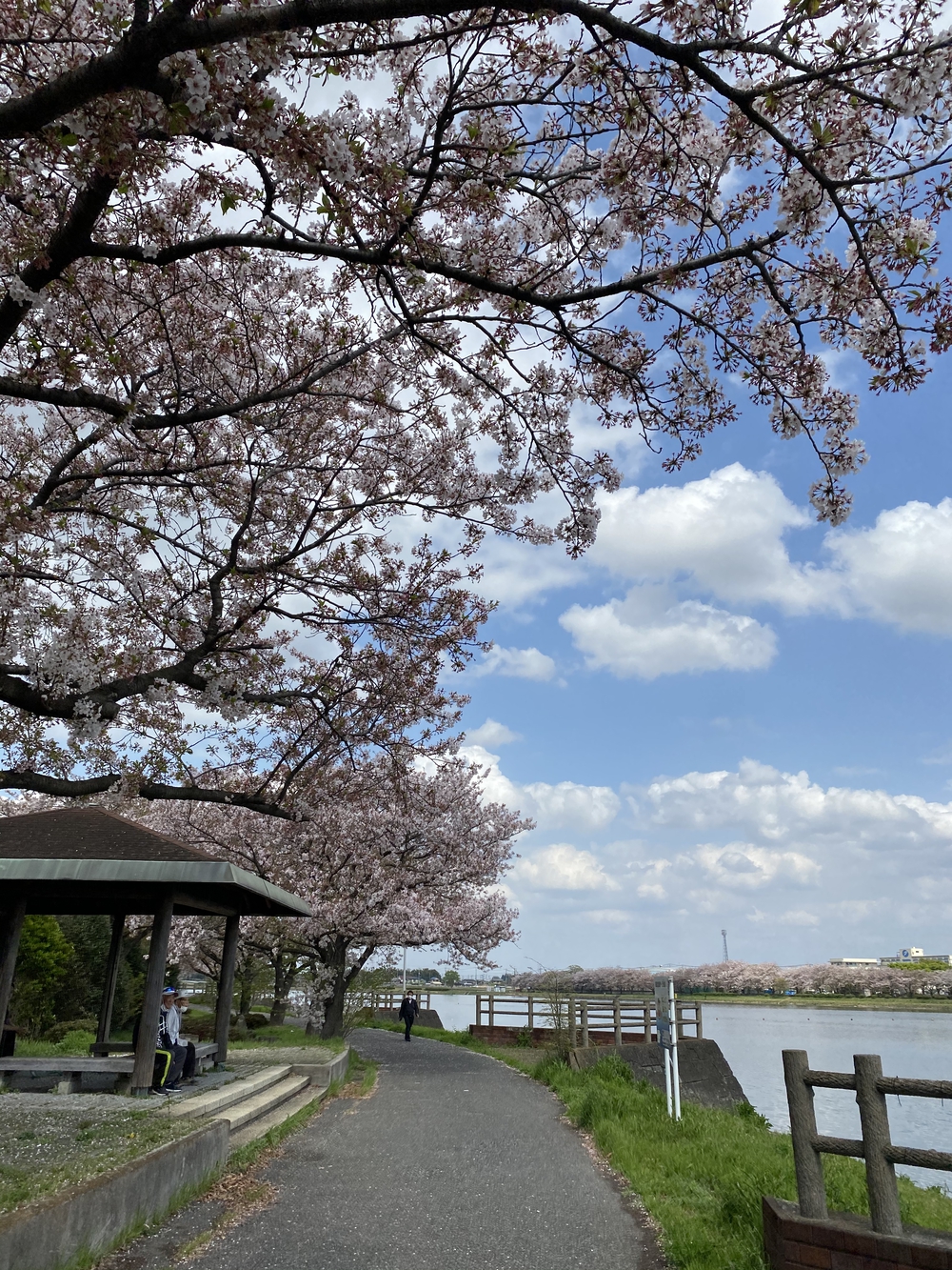 幸手駅起点の幸手権現堂花見ラン（日光道中経由）の写真6