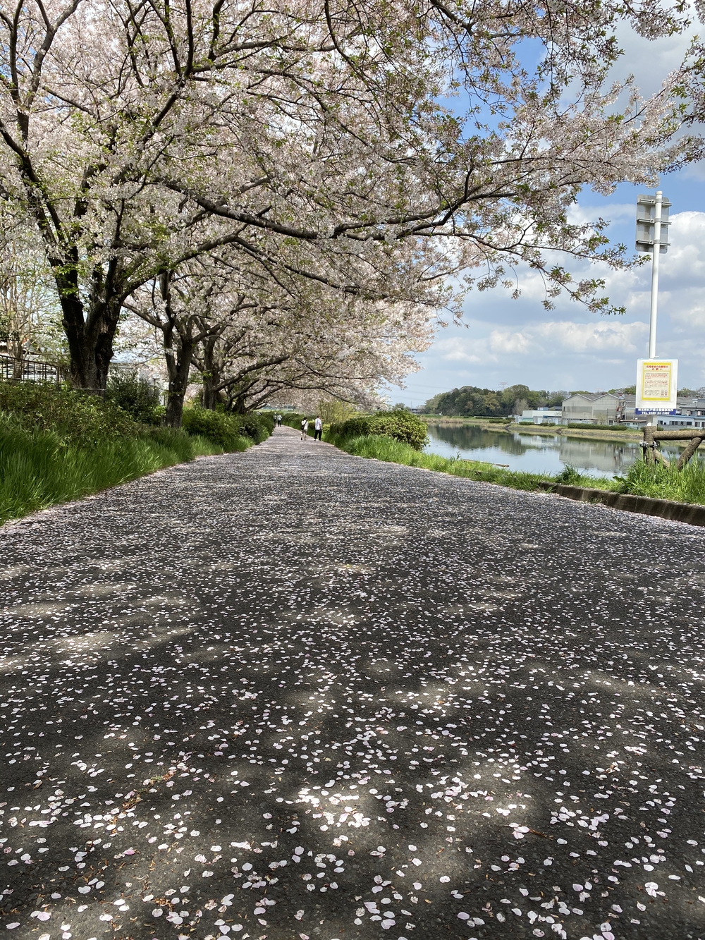 幸手駅起点の幸手権現堂花見ラン（日光道中経由）の写真7