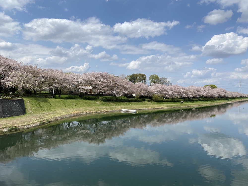 幸手駅起点の幸手権現堂花見ラン（日光道中経由）の写真8