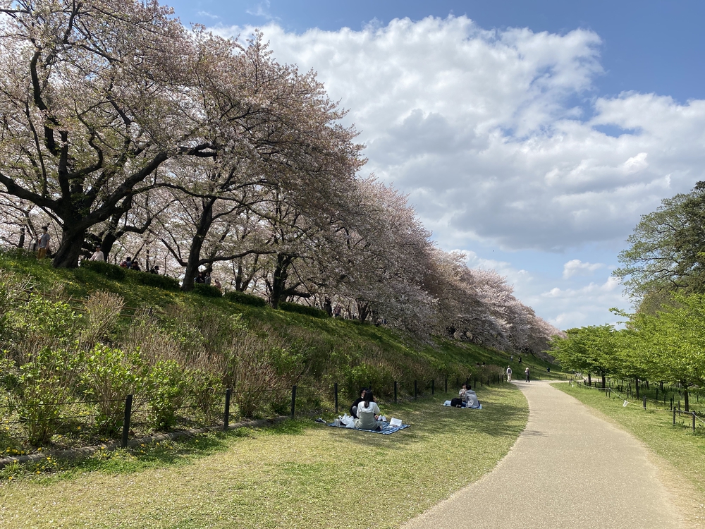 幸手駅起点の幸手権現堂花見ラン（日光道中経由）の写真10
