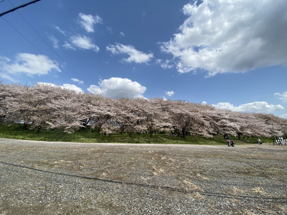 幸手駅起点の幸手権現堂花見ラン（日光道中経由）の写真11