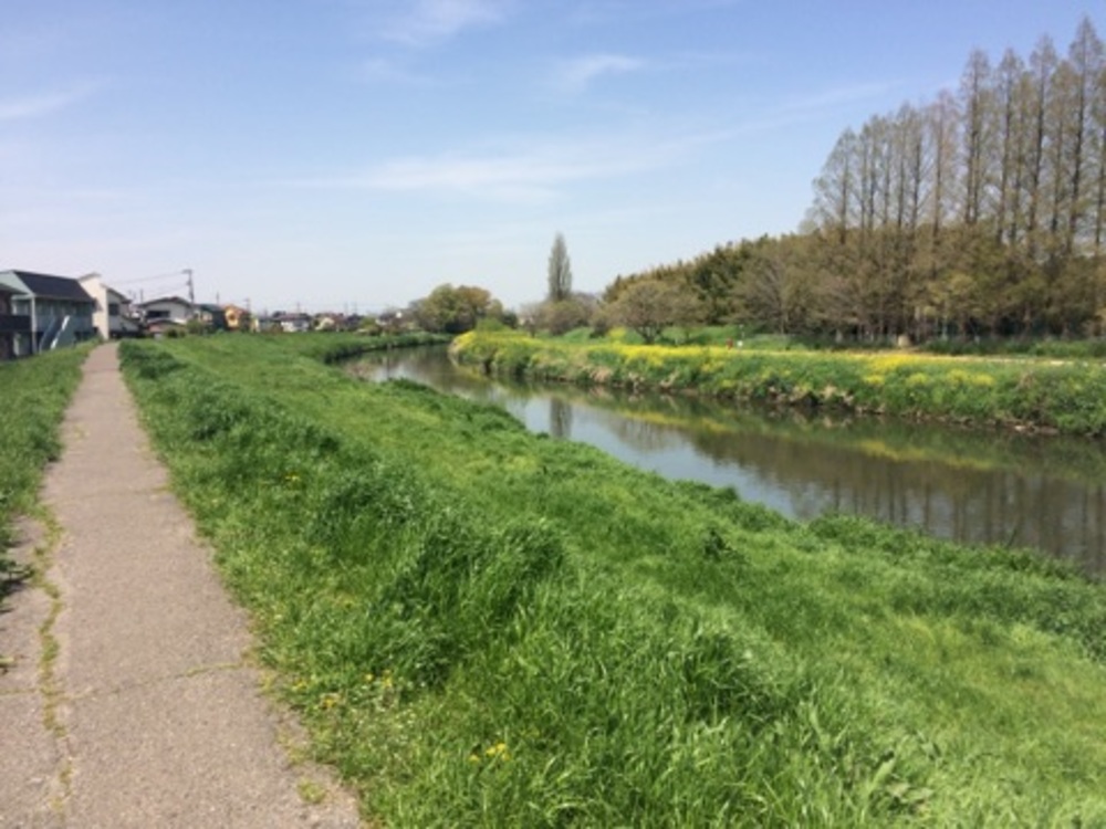 越谷　元荒川桜堤で春いっぱいの花々をめでるの写真3