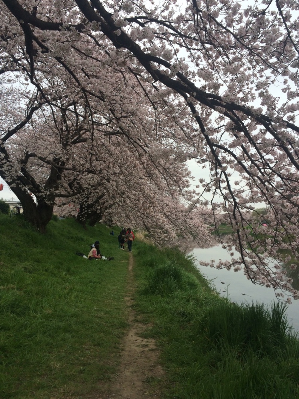 越谷　元荒川桜堤で春いっぱいの花々をめでるの写真4