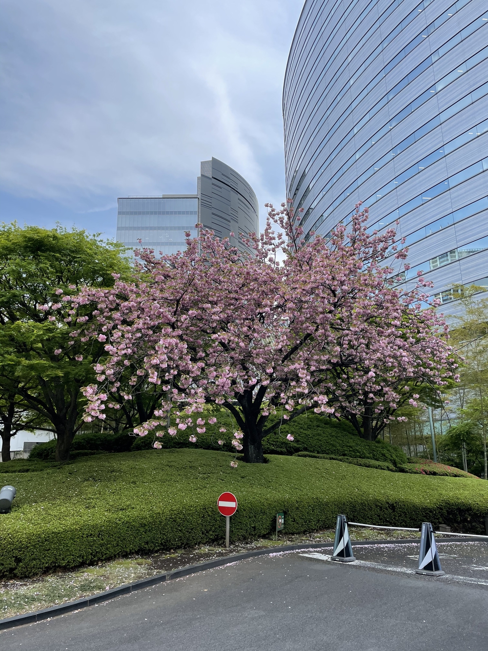 歌川広重と共にRUN 目黒川の写真3