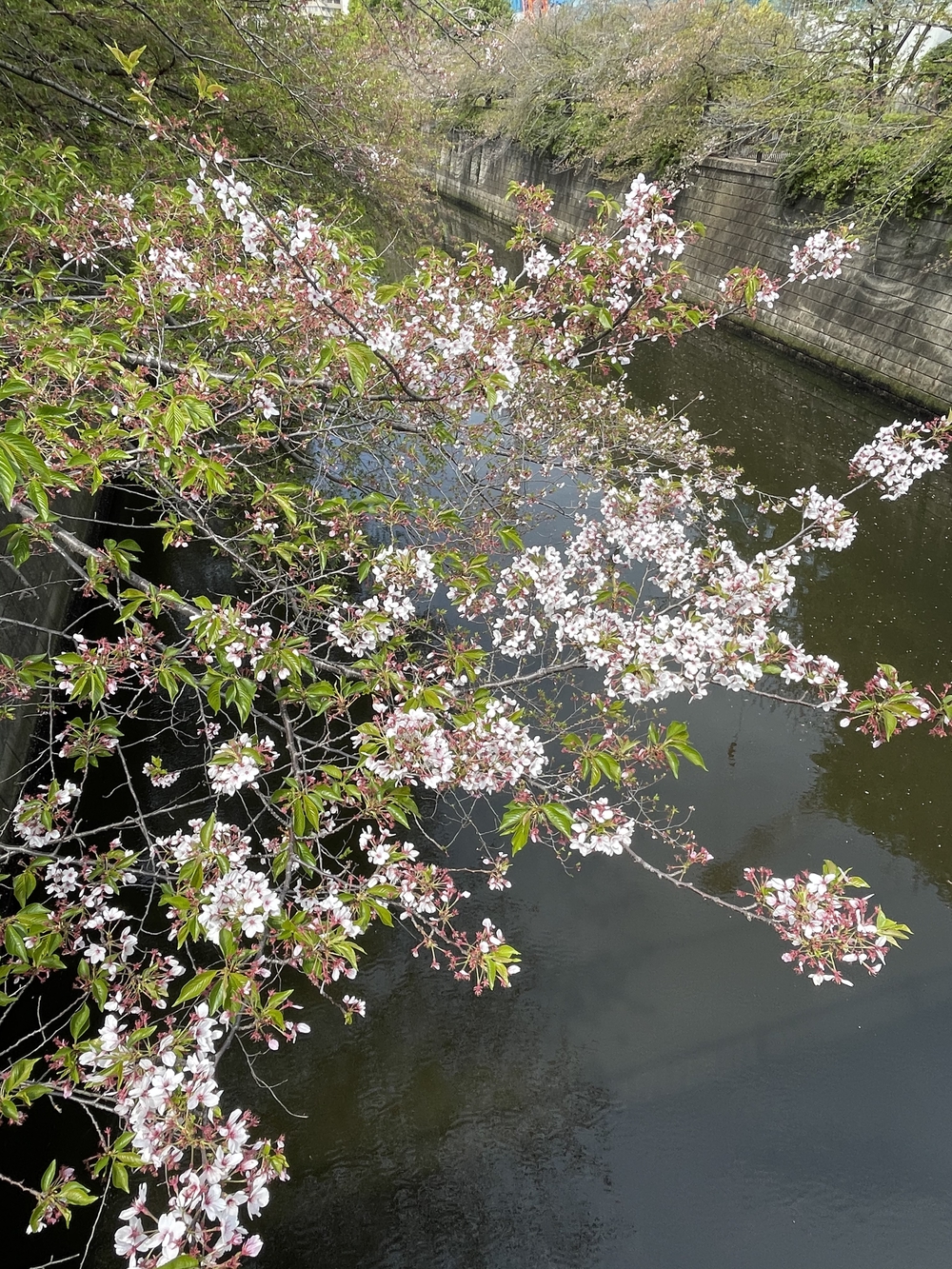 歌川広重と共にRUN 目黒川の写真4