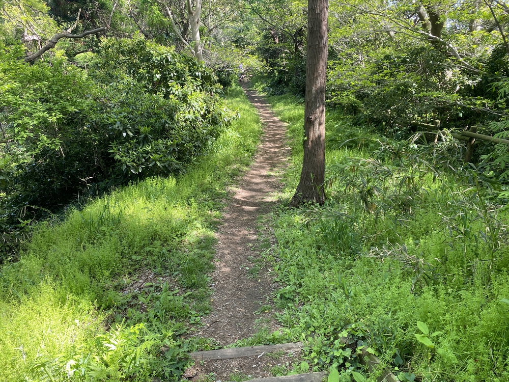 プチトレイルやカフェの誘惑もあるよ@逗子葉山の写真4