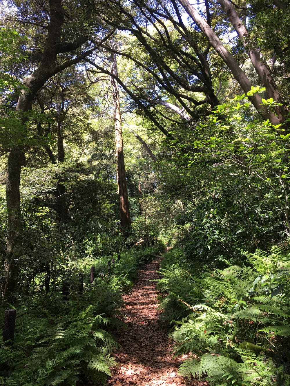 真鶴半島と真鶴の幸と温泉の写真5
