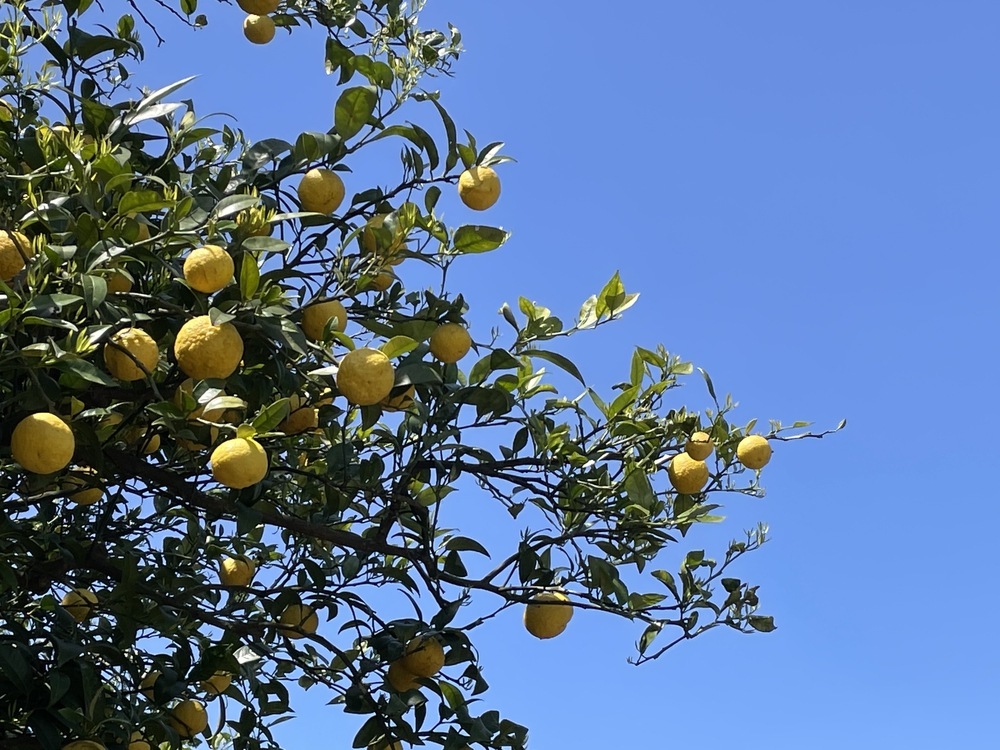 海と蜜柑の丘と撮り鉄とピザの遠足ランの写真5