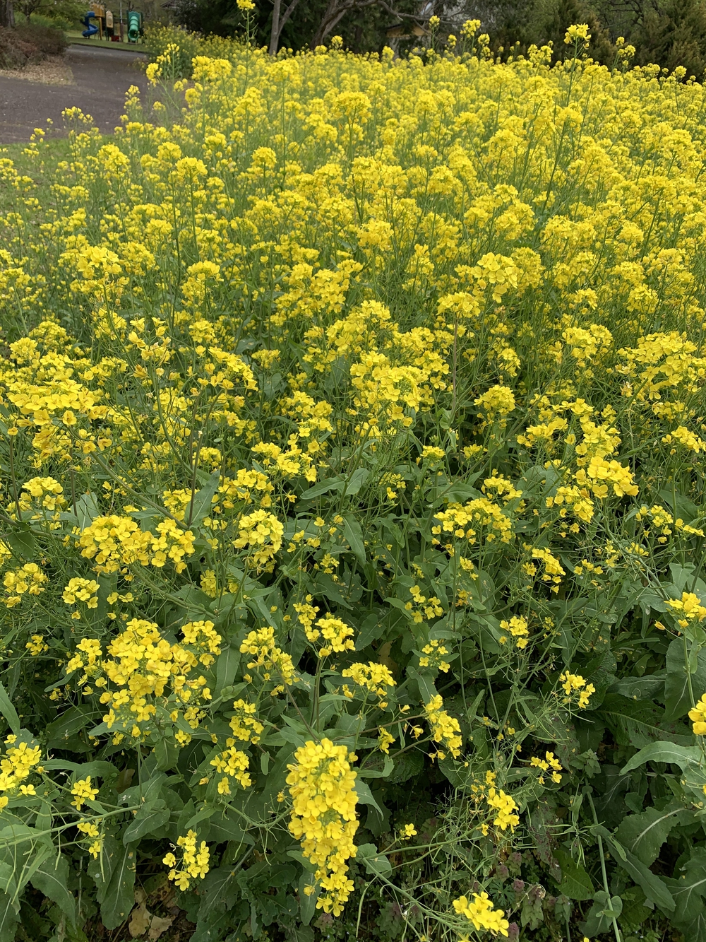 松田ダム峠走の写真4