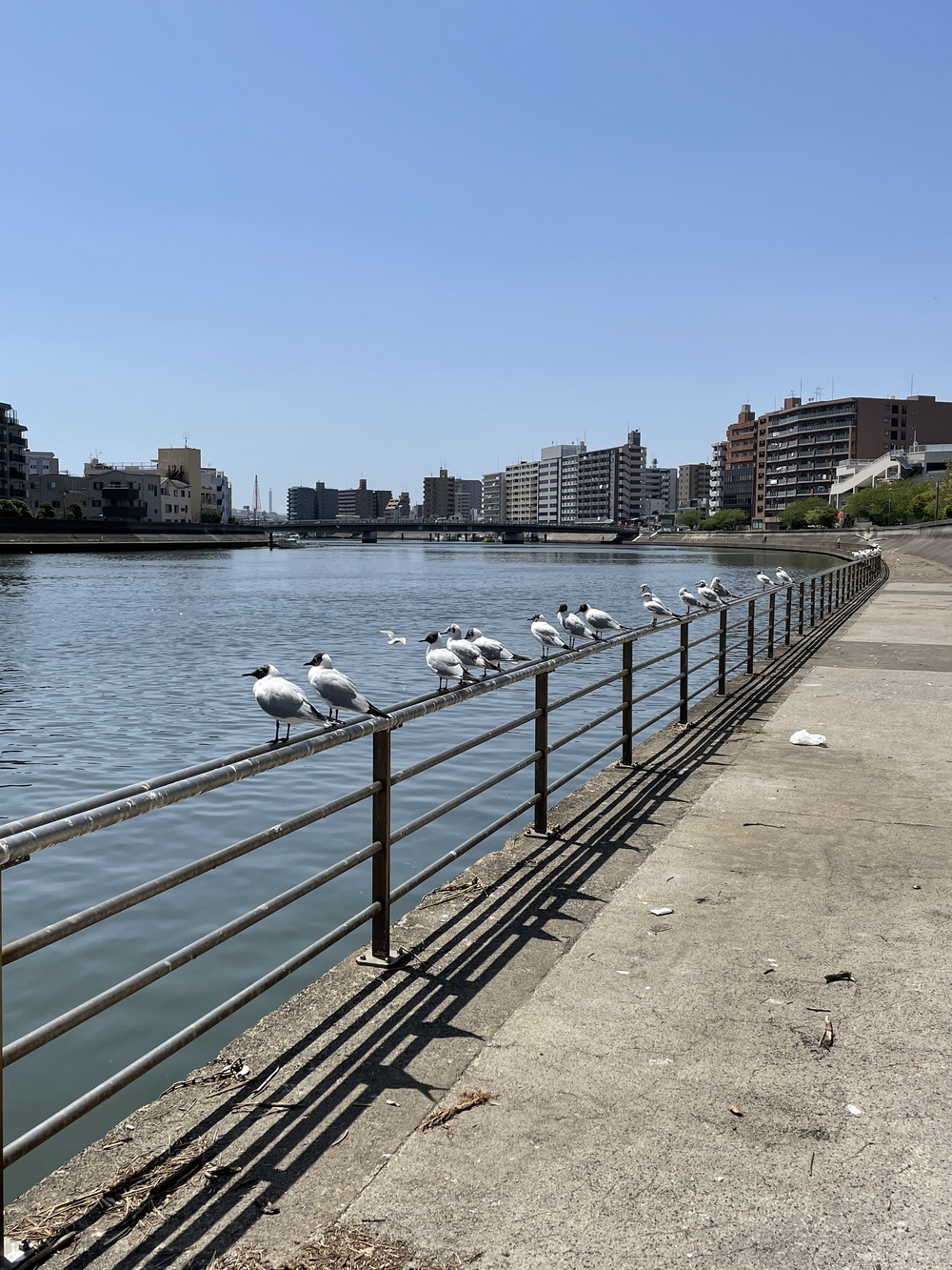 歌川広重と共にRUN 鶴見川の写真4