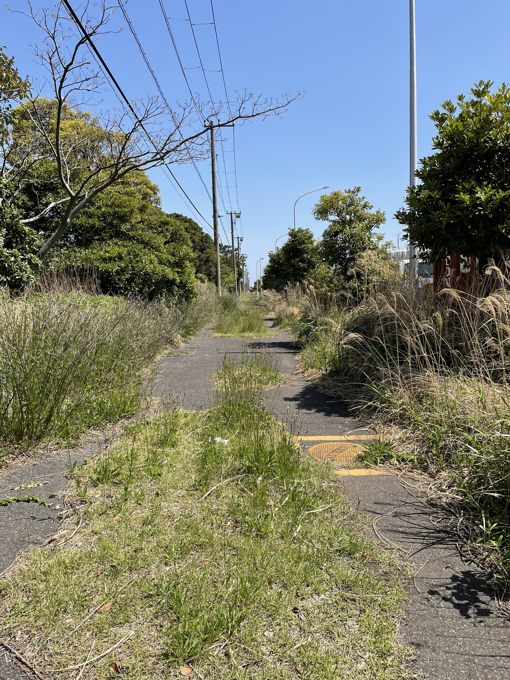 歌川広重と共にRUN 鶴見川の写真7