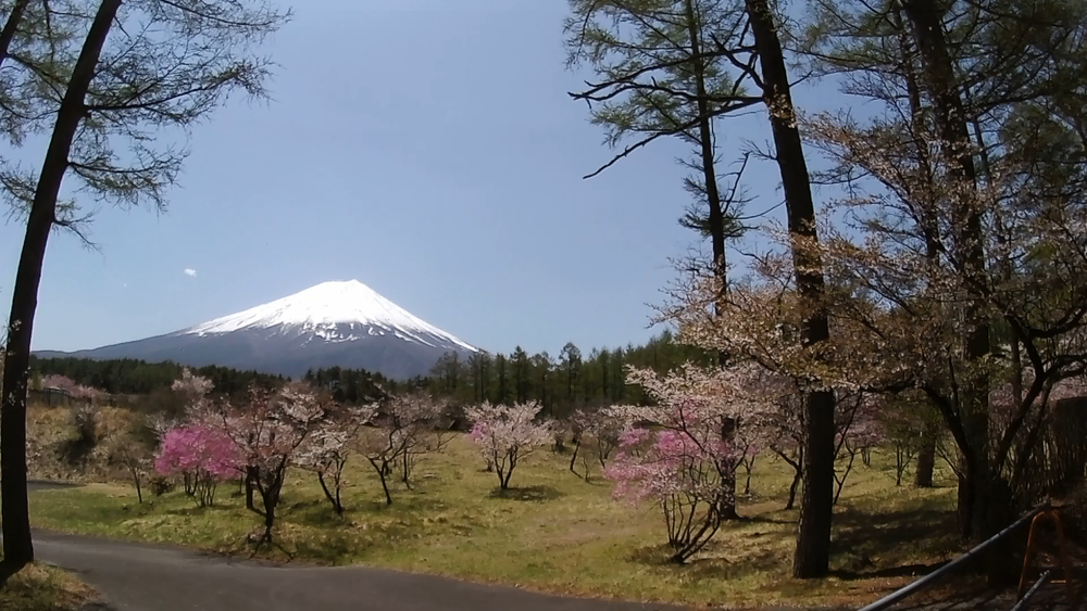 春風香る富士山麓を巡る爽快ランニングの写真6
