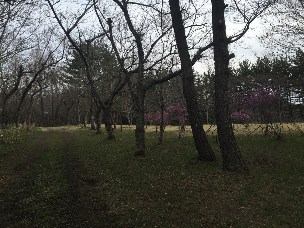 風車と巨大な太陽光パネル一団を背景にここにしかない景観を嗜むの写真8