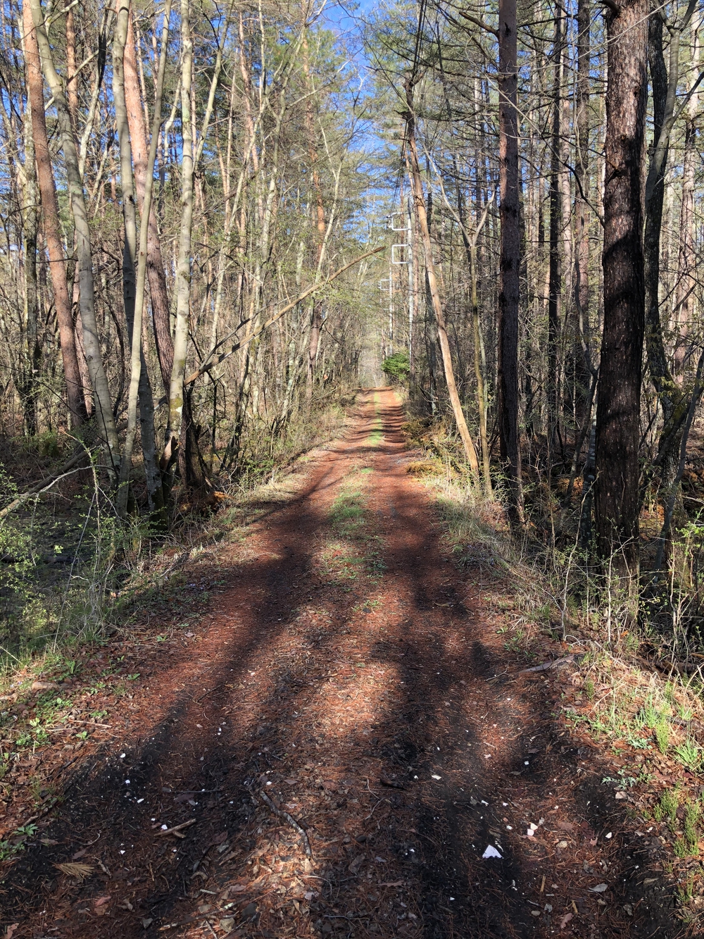 北軽井沢ジョギングコースの写真4