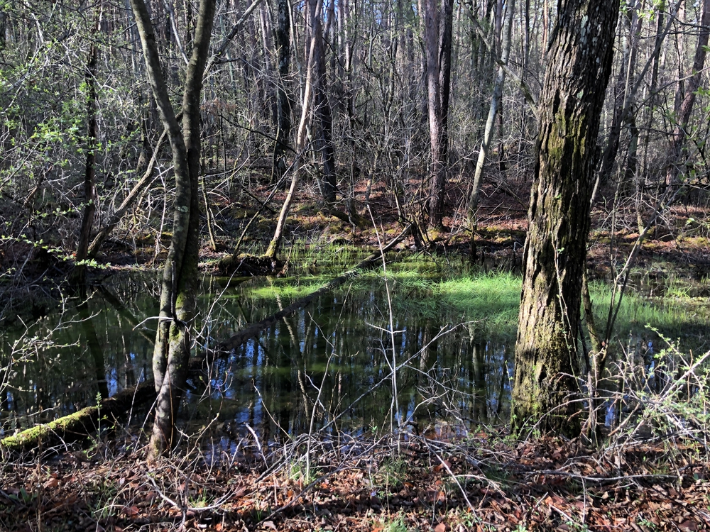 北軽井沢ジョギングコースの写真5