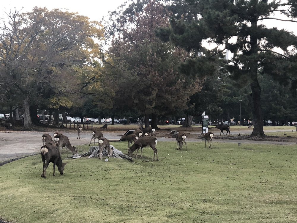 観光ラン！奈良、春日大社〜東大寺コースの写真3