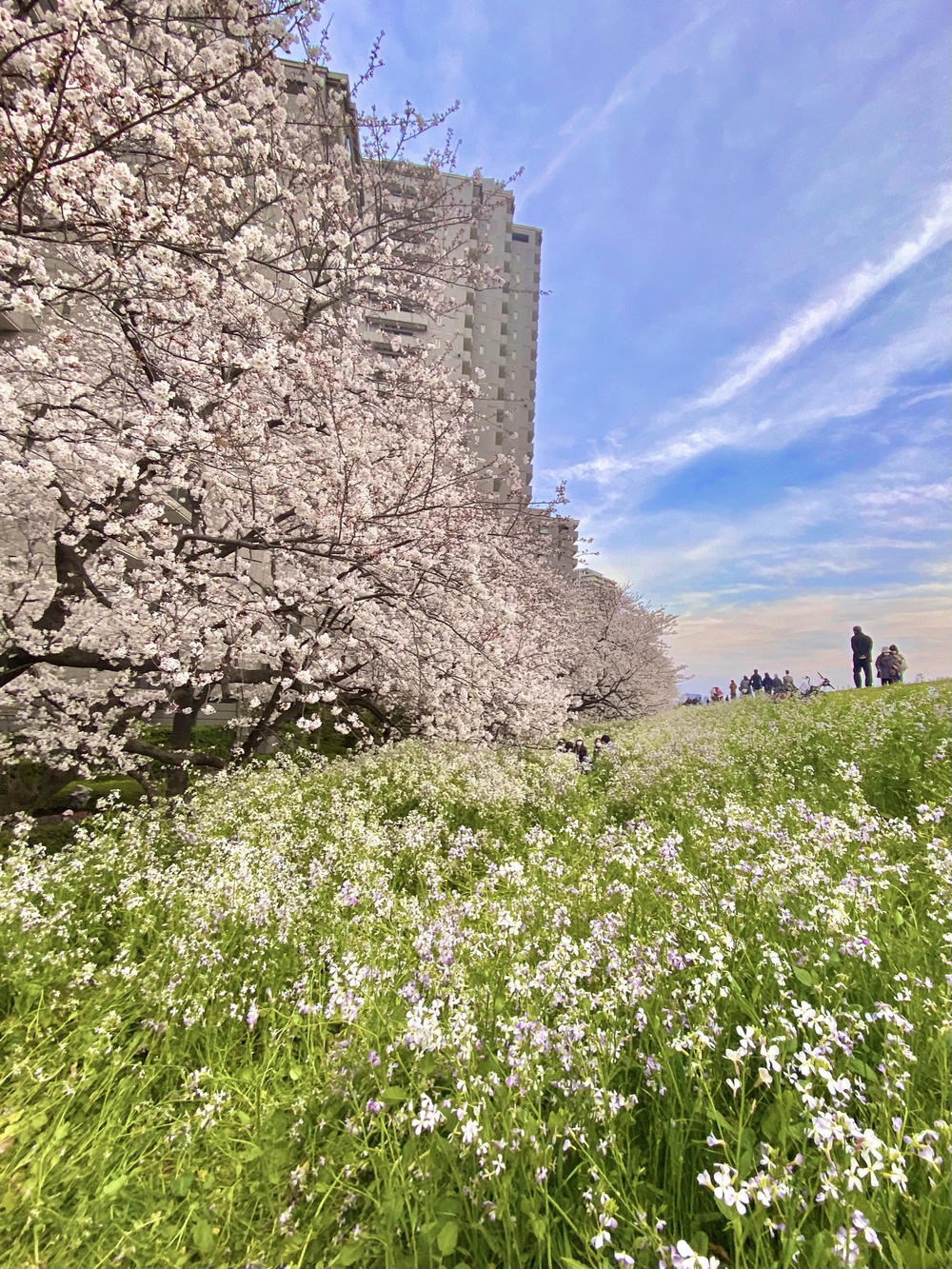 羽羽羽ロング走54キロの写真11