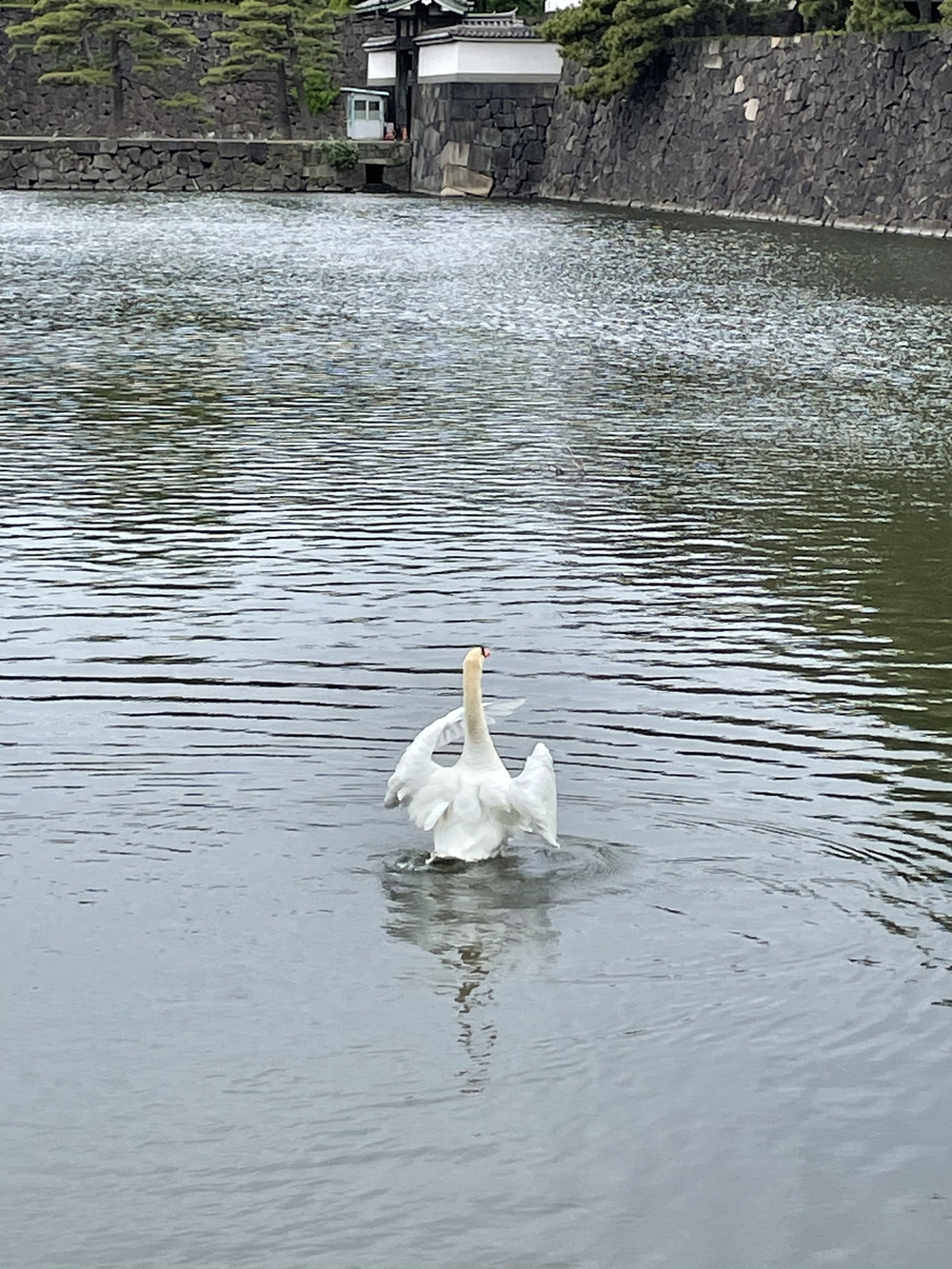 歌川広重と共にRUN 東京タワー〜水道橋の写真11