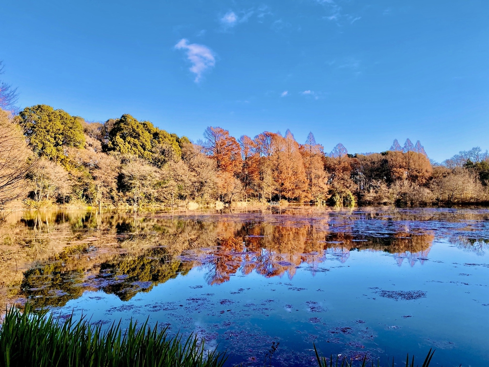 武蔵野4湖(池)を巡る24キロの写真4