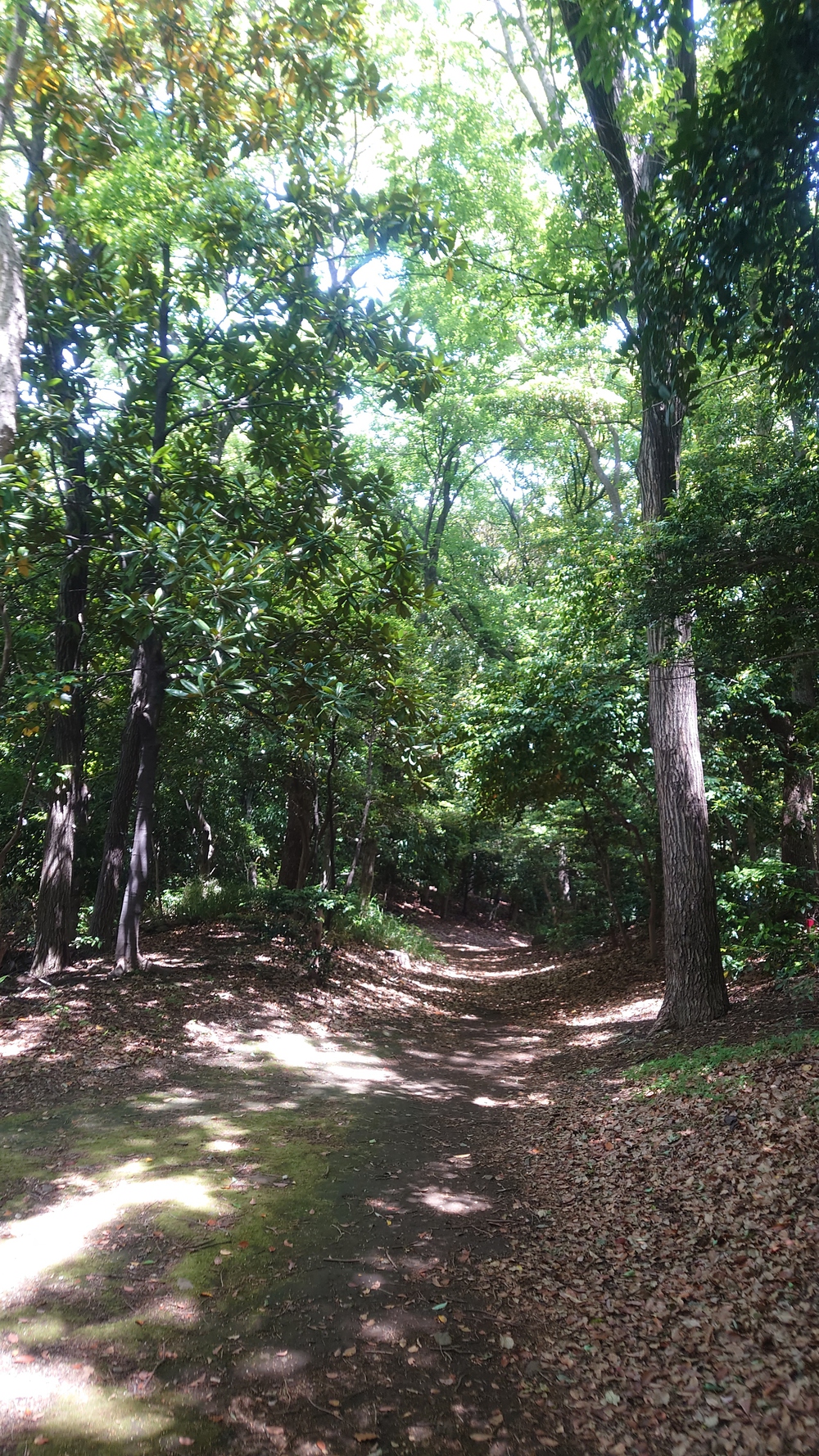 木陰率95％以上、3kmの周回コースにロードありトレイルあり。の写真3