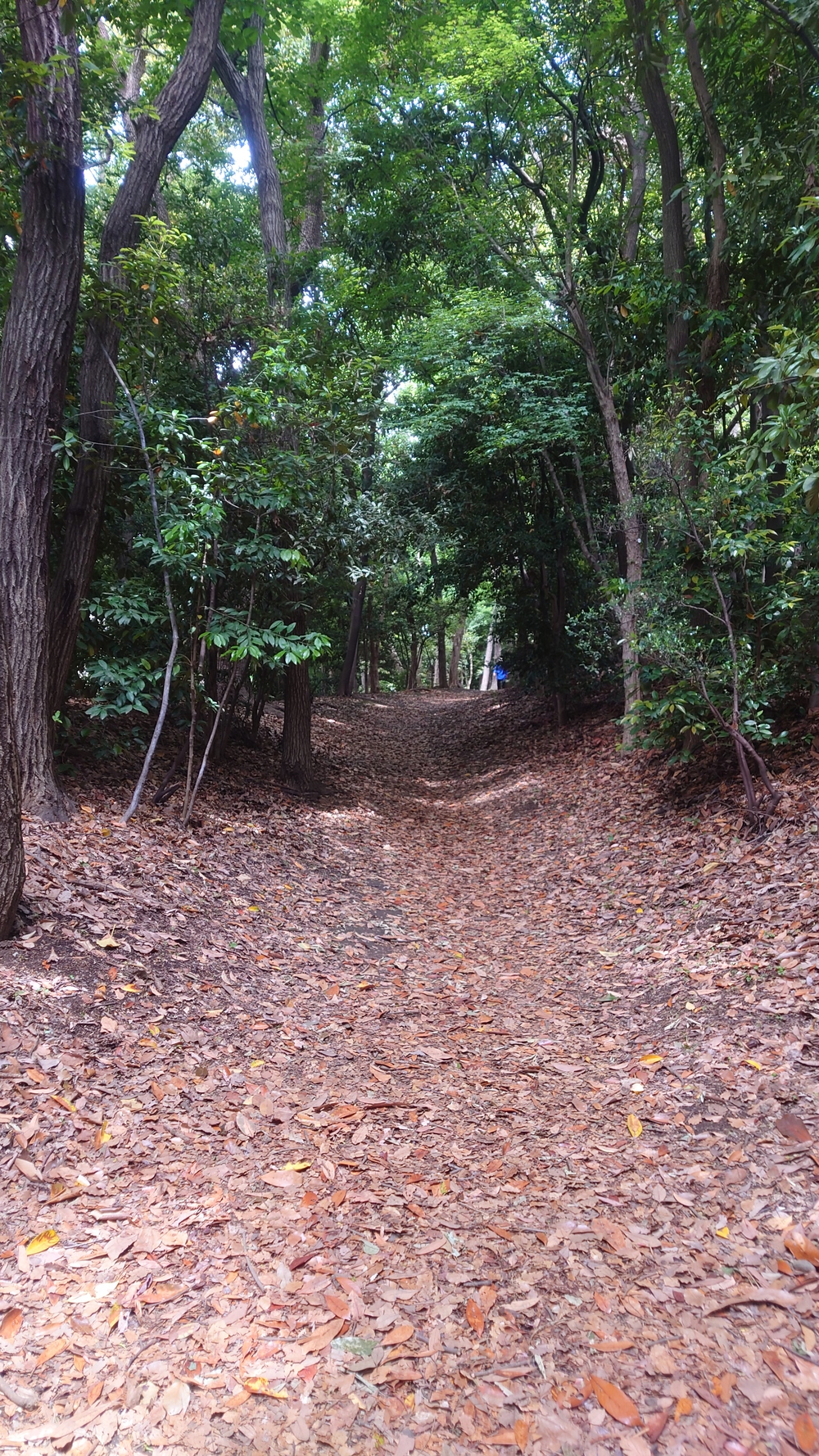 木陰率95％以上、3kmの周回コースにロードありトレイルあり。の写真4
