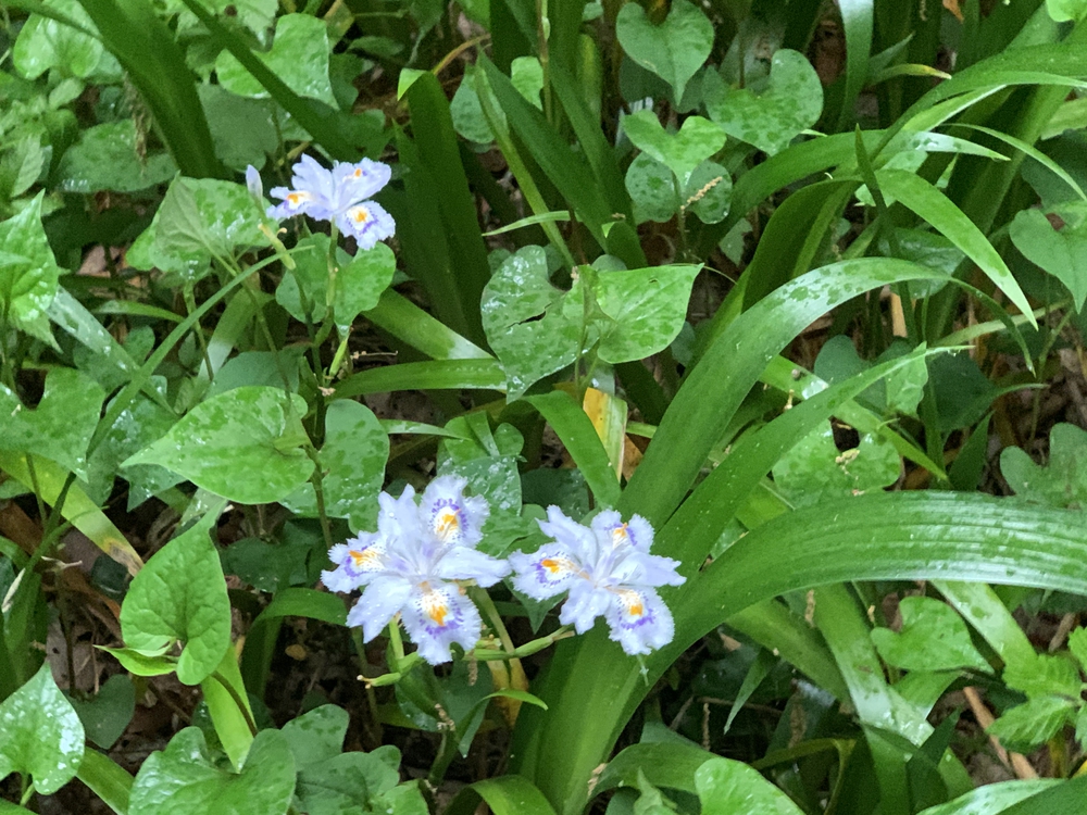 多摩湖、狭山湖トレイルの写真3