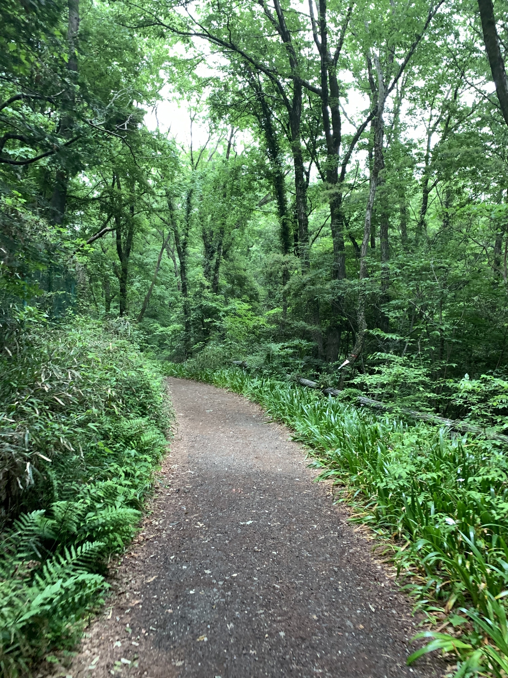 多摩湖、狭山湖トレイルの写真5