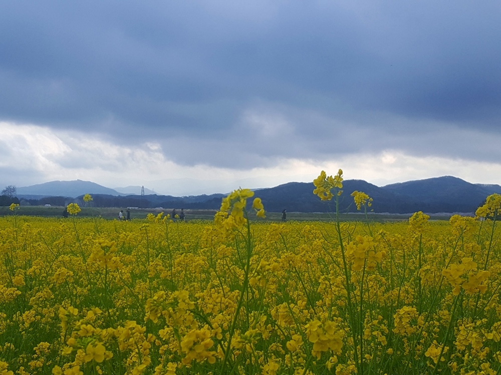 桜も楽しめる都幾川・嵐山ランの写真4