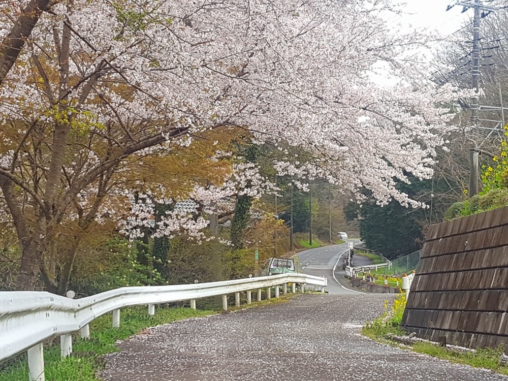 桜も楽しめる都幾川・嵐山ランの写真5