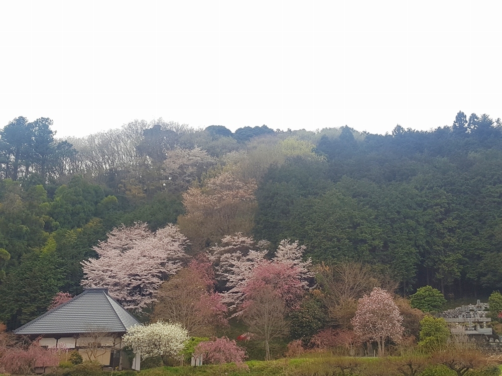 桜も楽しめる都幾川・嵐山ランの写真6