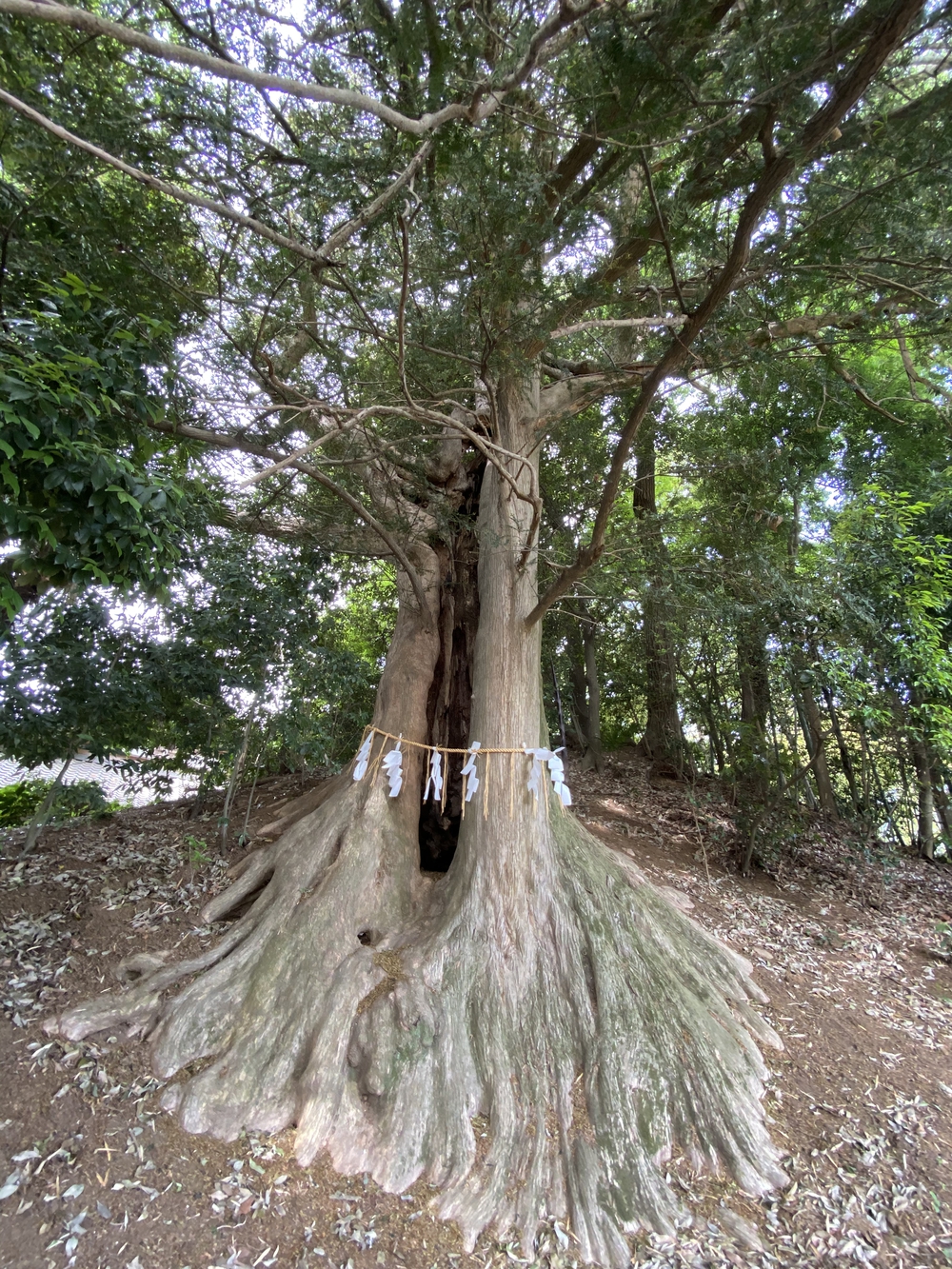 上尾駅発着、牧場ジェラート＆公園＆スパイス王国ランの写真3