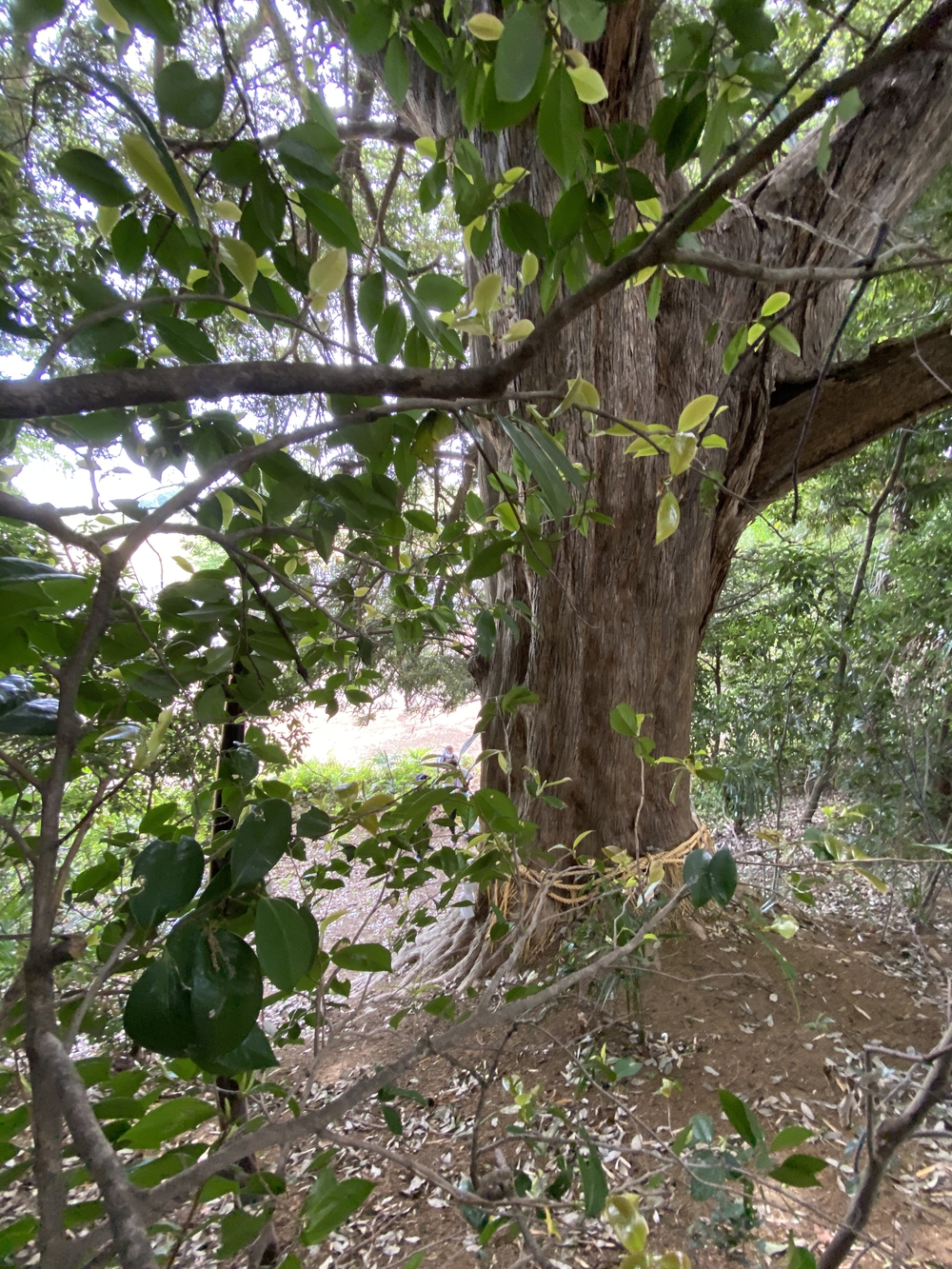 上尾駅発着、牧場ジェラート＆公園＆スパイス王国ランの写真4