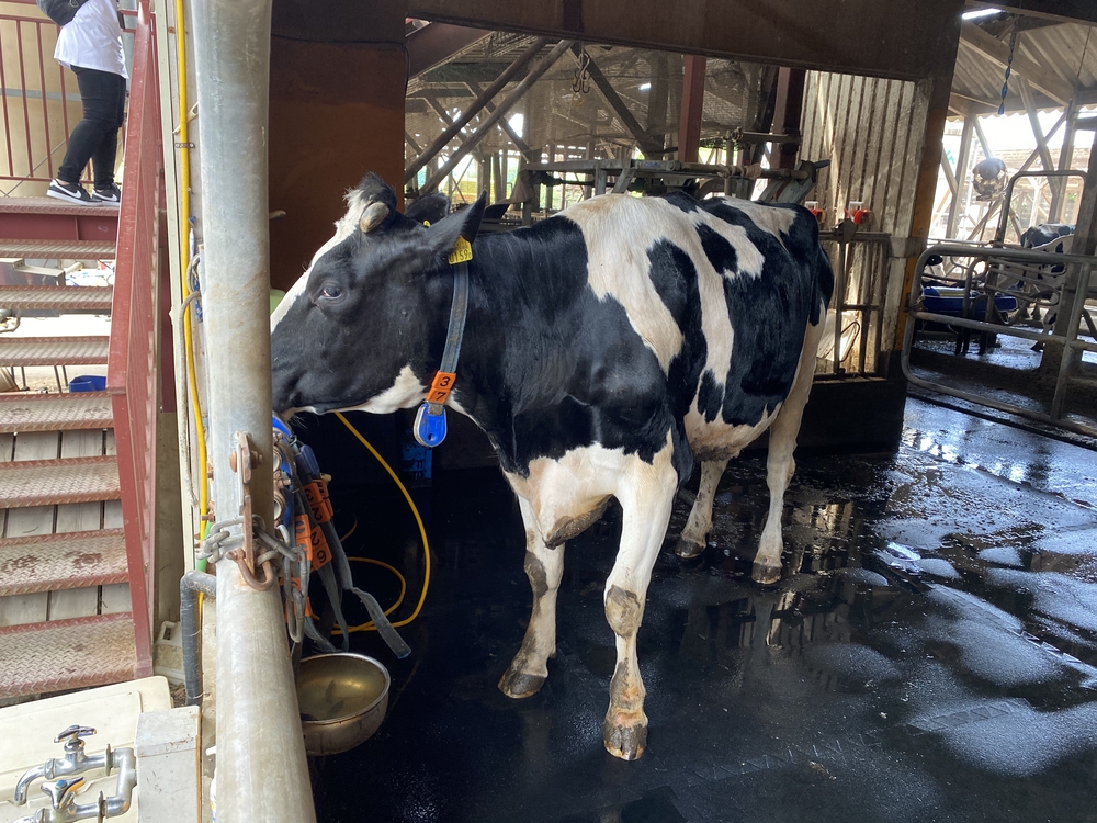 上尾駅発着、牧場ジェラート＆公園＆スパイス王国ランの写真7
